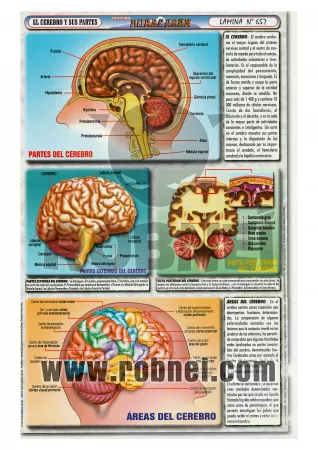 Cerebro Y Sus Partes